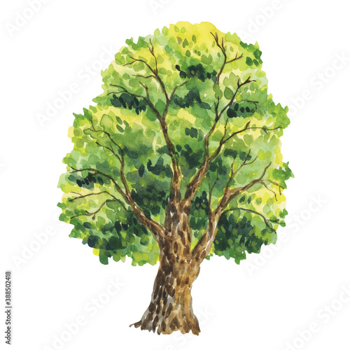 Watercolor illustration with trees