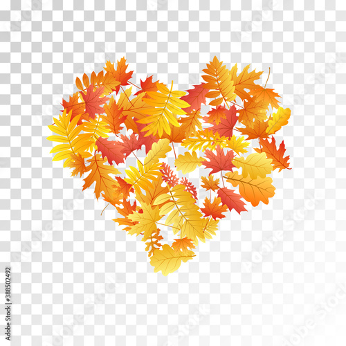Oak, maple, wild ash rowan leaves vector, autumn foliage on transparent background.