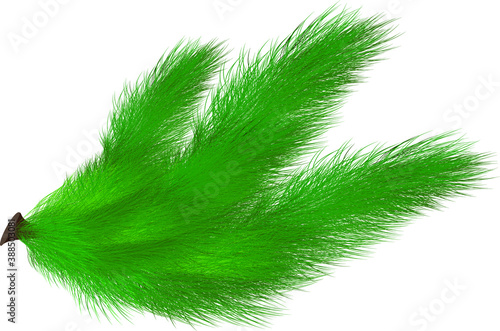 The branch of spruce.