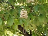 Weiße Rosskastanie oder Aesculus hippocastanum. Frühling weißen Blüten Thyrsus geformte genannt Kerzen mit gelben Fleck färbt rot wenn bestäubt von April bis Juni