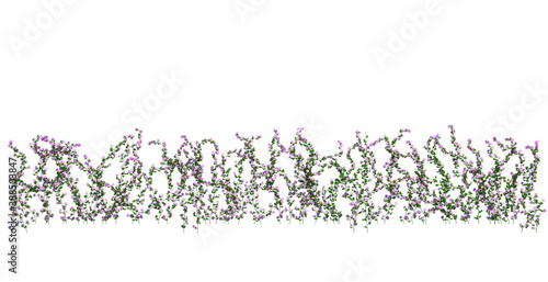 3d Render Ivy Plants Isolated on white