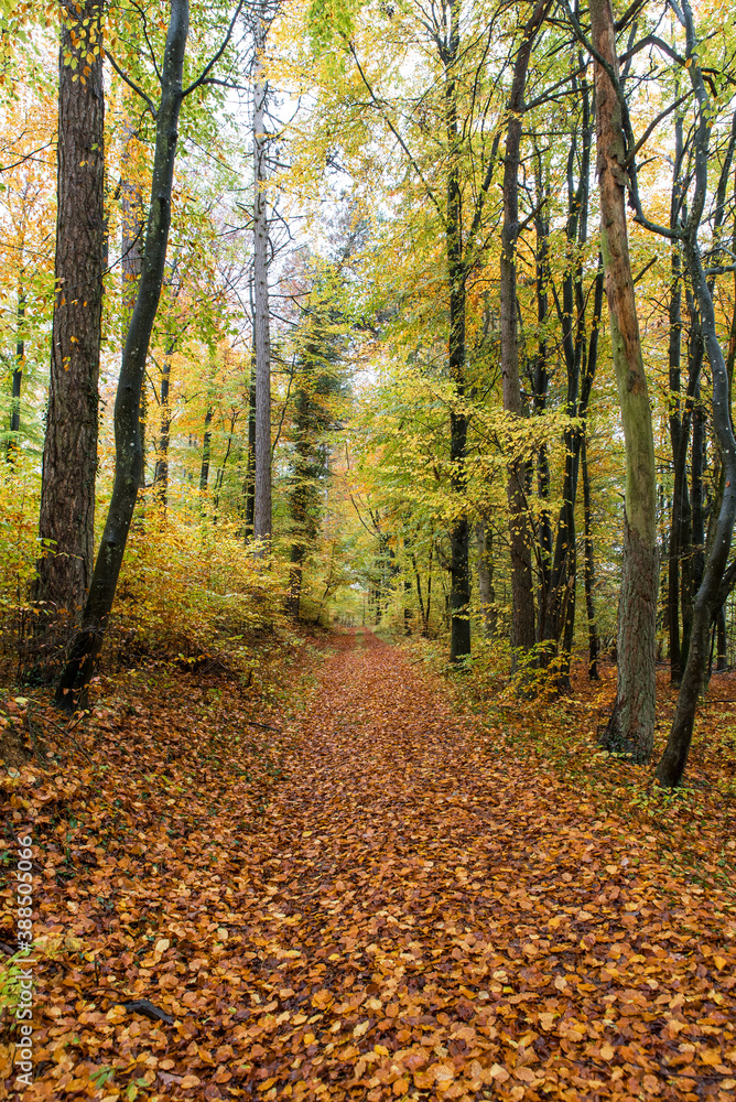 path through autumnal forest beech leaves on ground