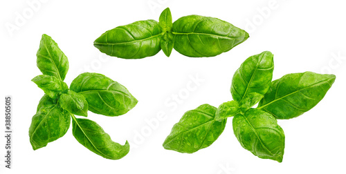 Fresh green basil leaves set isolated on white background. Food design elements composition  focus stacking  full depth of field. Studio shot organic italian basil herb green leaves  close up top view