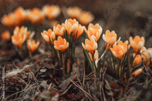 Spring bright orange flowers crocuses in spring. Brown tinted glass. Background.