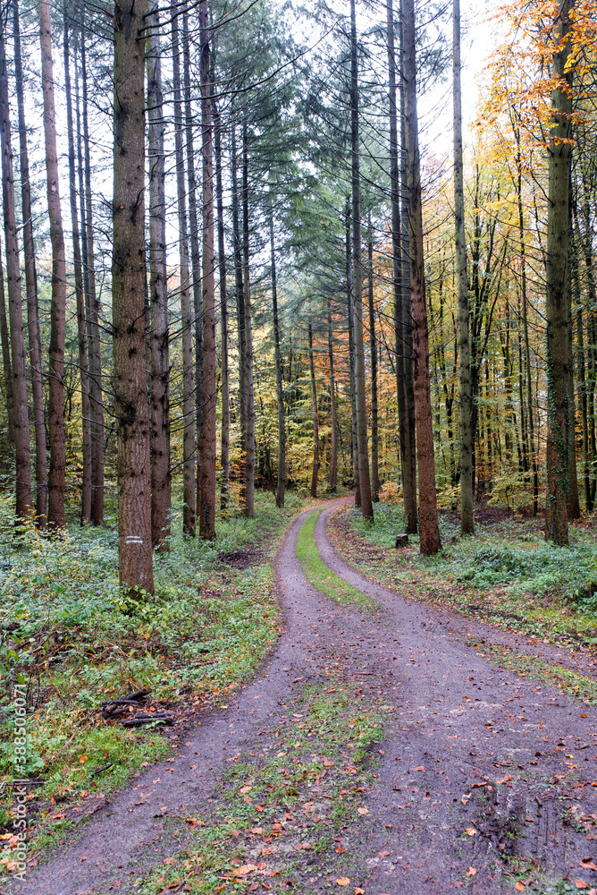 path through autumnal forest beech leaves on ground