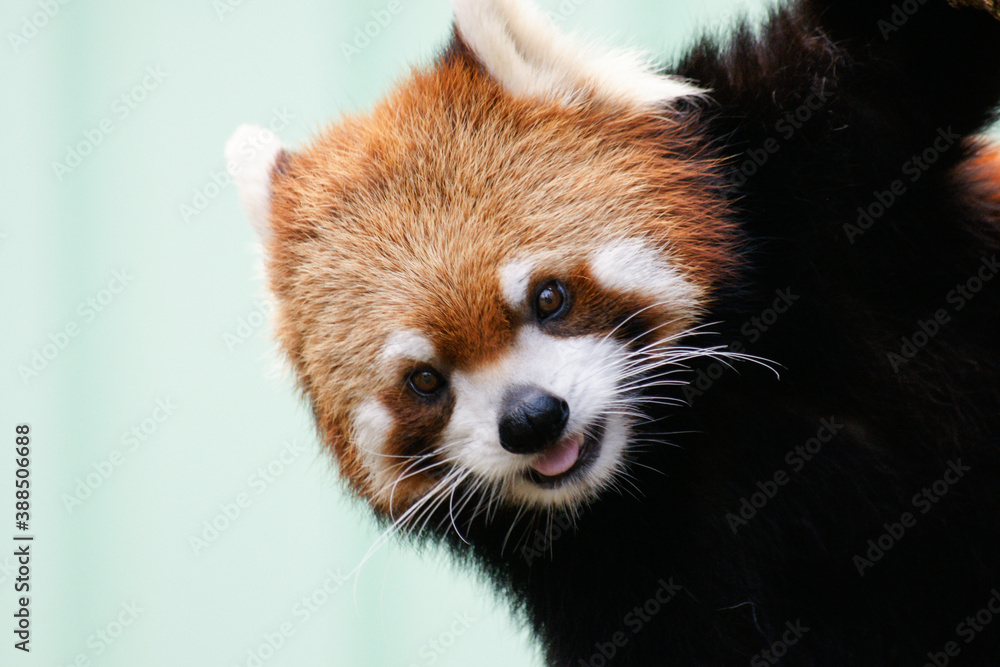 Cute Lesser panda (Ailurus fulgens) Looking Here Cute Lesser panda (Ailurus fulgens) Looking Here