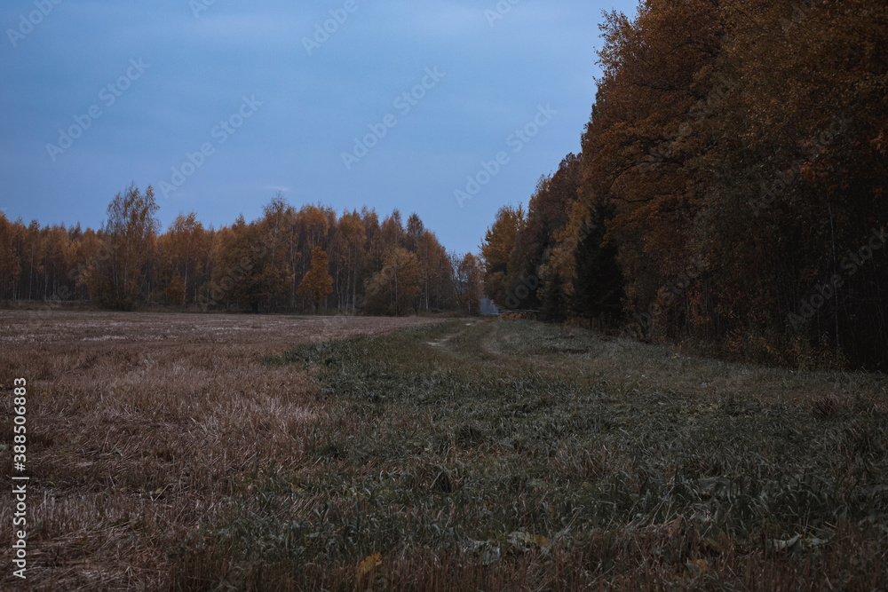 autumn in the woods autumn in the woods