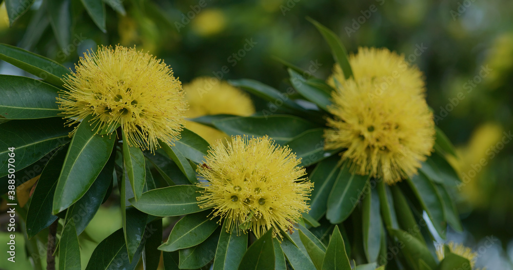 Xanthostemon bright yellow flowers with green leaves Xanthostemon bright yellow flowers with green leaves