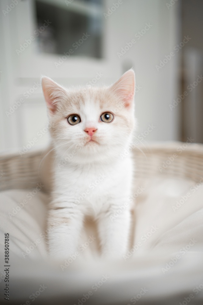 cute cream colored british shorthait kitten standing on pet bed looking at camera