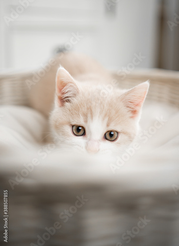 playful british shorthair kitten is curious about something