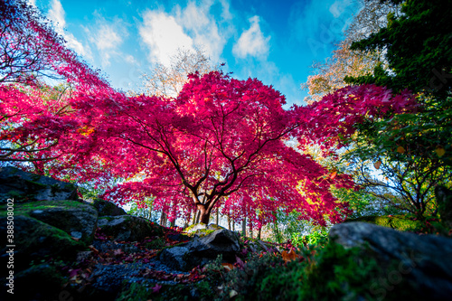 stunning pink tree in autumn with a great contrast with the background blue sky and green trees