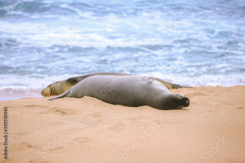 Monk seal at Kapalaoa Beach, Honolulu, Oahu, Hawaii