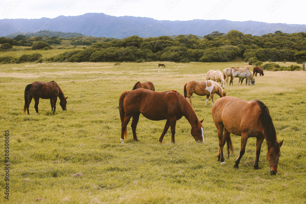 Horses in the ranch, North Shore, Oahu, Hawaii
Horses in the ranch, North Shore, Oahu, Hawaii