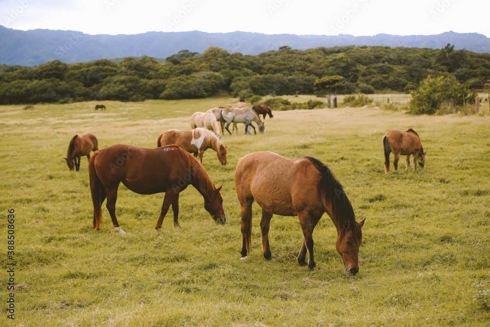  Horses in the ranch, North Shore, Oahu, Hawaii

