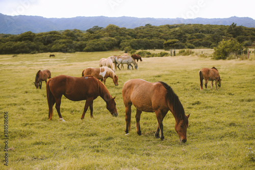 Horses in the ranch, North Shore, Oahu, Hawaii