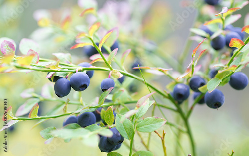 macro view of blueberries in the forest-shallow depth of field