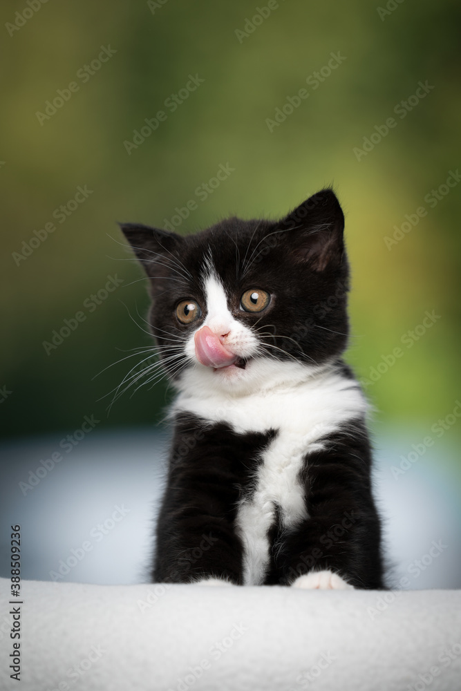 cute hungry black white tuxedo british shorthait kitten licking lips
