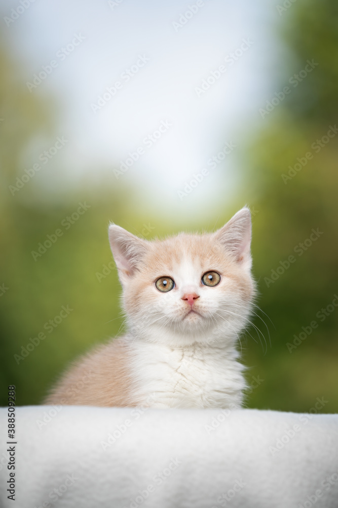 cream white colored british shorthair kitten looking at camera in front of natural background