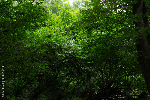 Many trees in the forest