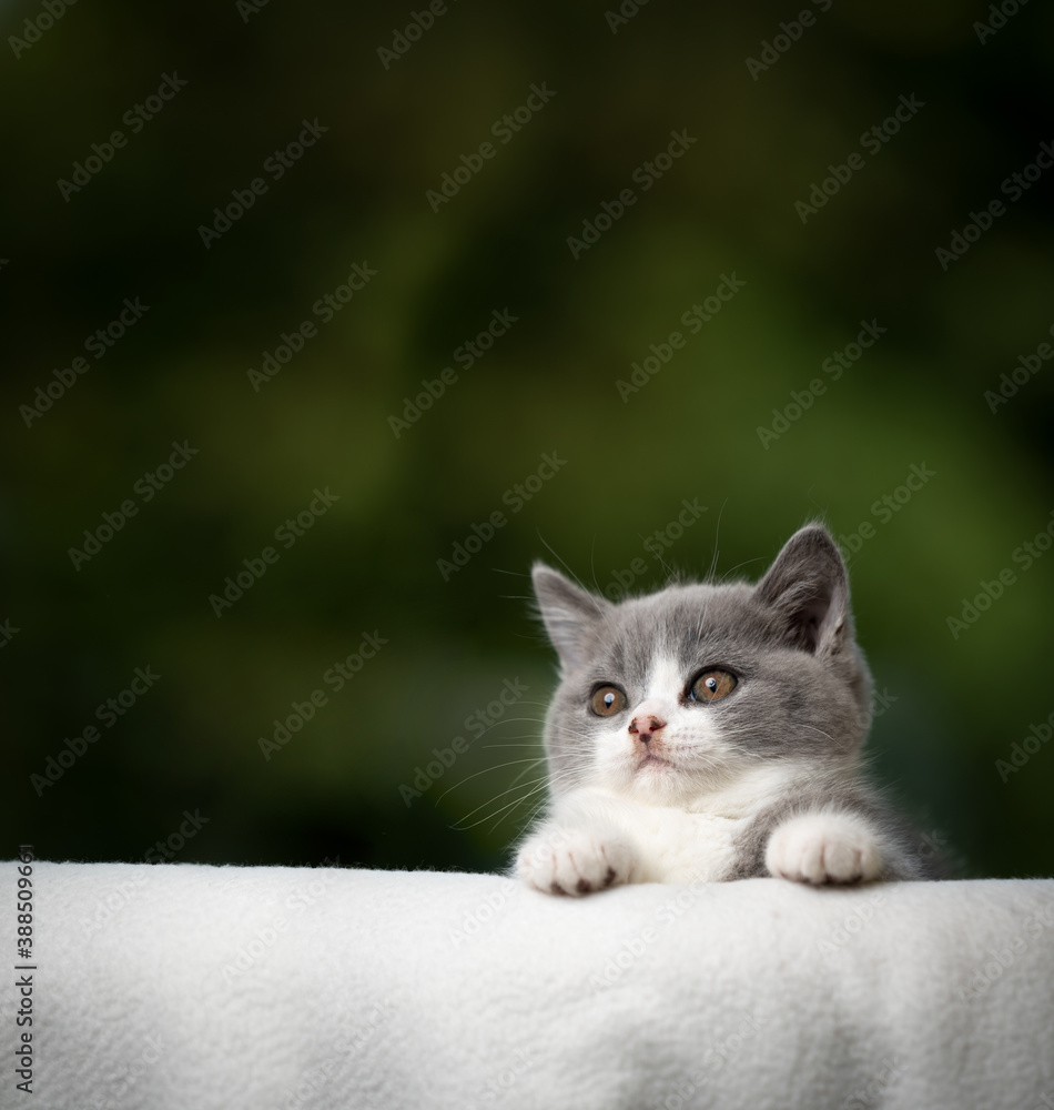 playful british shorthair kitten hiding behind sofa egde with copy space