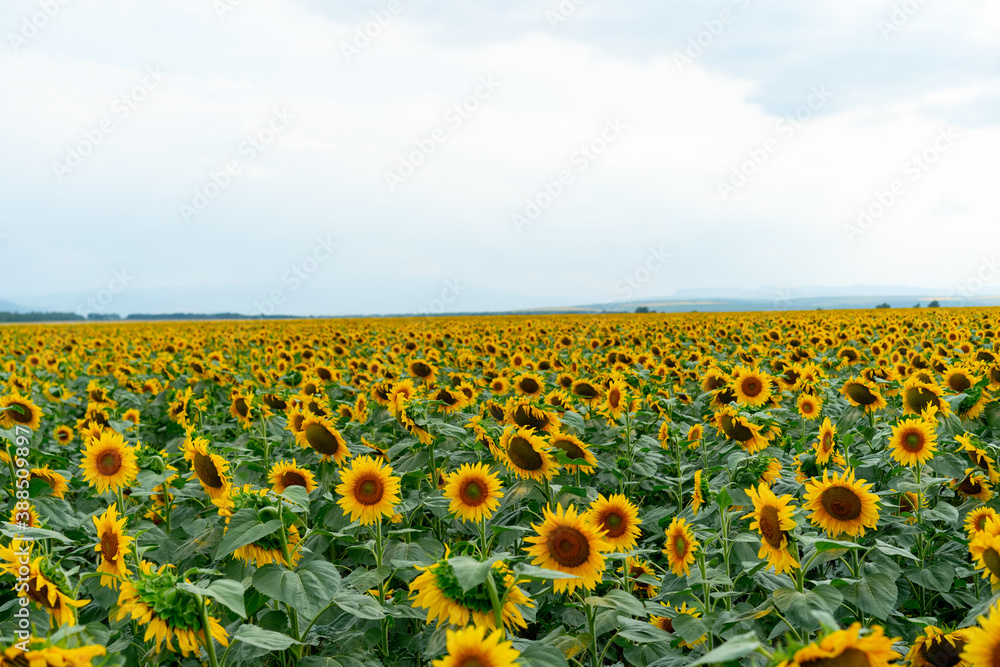 Obraz premium Sunflowers growing in the field