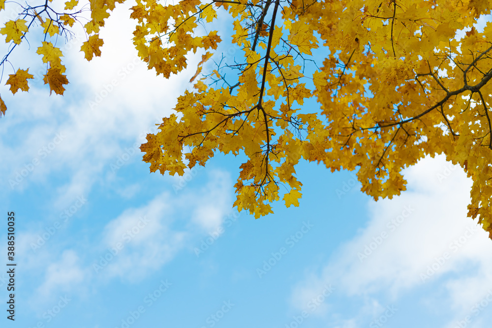 decoration, autumnal, leaf fall, bokeh, november, leaves, sunlight, botany, outdoor, wood, light, macro, golden, red, branch, green, detail, outdoors, brown, oak, gold, bright, seasonal, beauty, envir decoration, autumnal, leaf fall, bokeh, november, leaves, sunlight, botany, outdoor, wood, light, macro, golden, red, branch, green, detail, outdoors, brown, oak, gold, bright, seasonal, beauty, envir