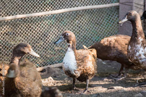 Brown duck in cage from local animals agriculture of Thailand for egg harvesting