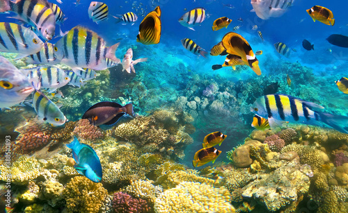 Underwater Colorful Tropical Fishes.
