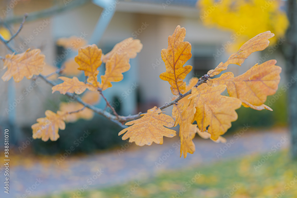 Yellow oak leaves on a tree, close-up, autumn background Yellow oak leaves on a tree, close-up, autumn background