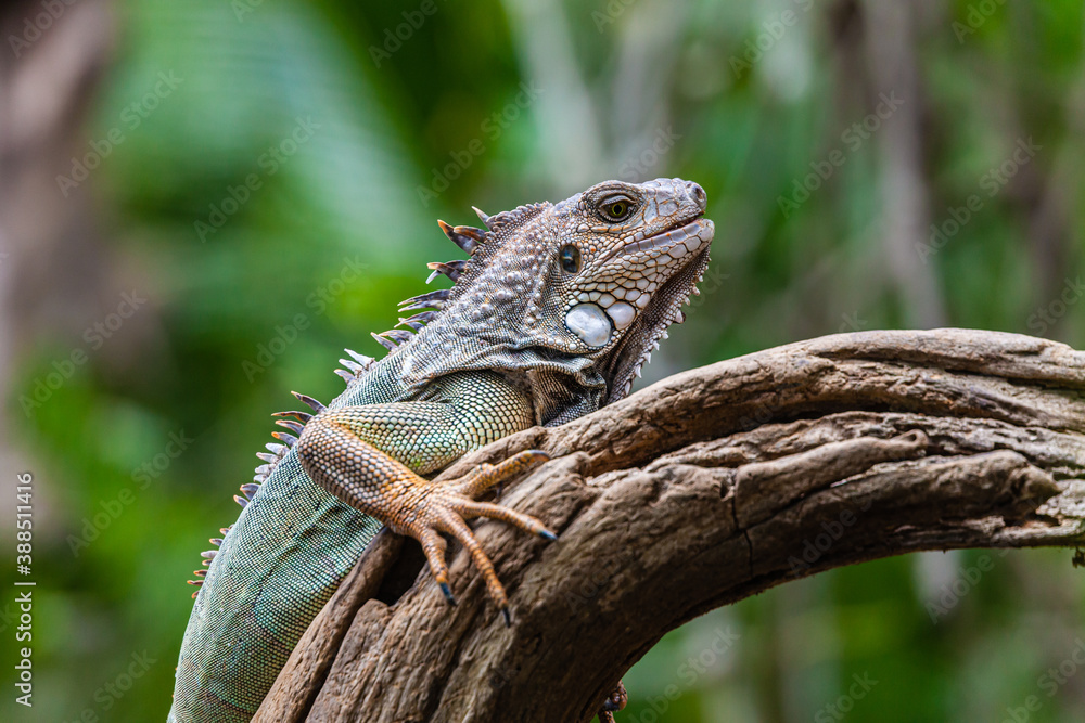 Obraz premium Iguana one of the many reptiles of Costa Rica