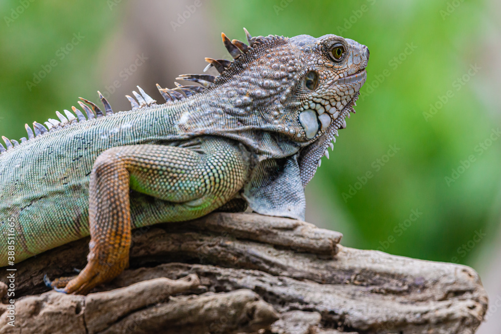 Iguana one of the many reptiles of Costa Rica Iguana one of the many reptiles of Costa Rica