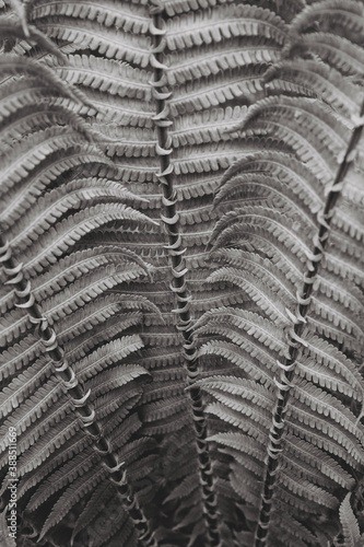 grey fern leaves. Top view. Nature background.