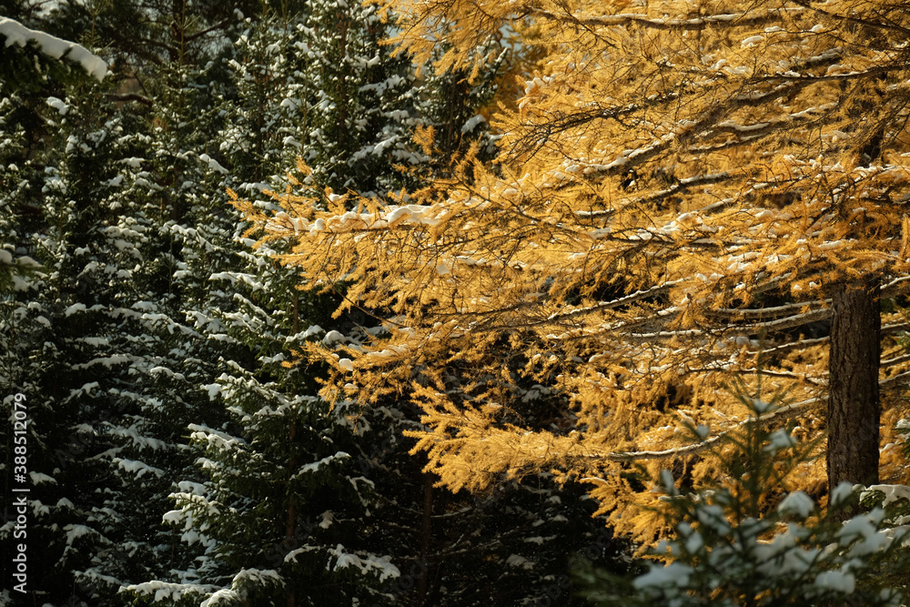 Obraz premium The beginning of winter in Russia in the Urals