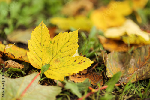 A close up of yellow leaf