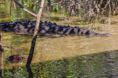 Dangerous salt water crocodile of Costa Rica 