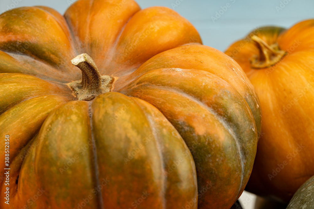 Background of a lot of colorful pumpkins