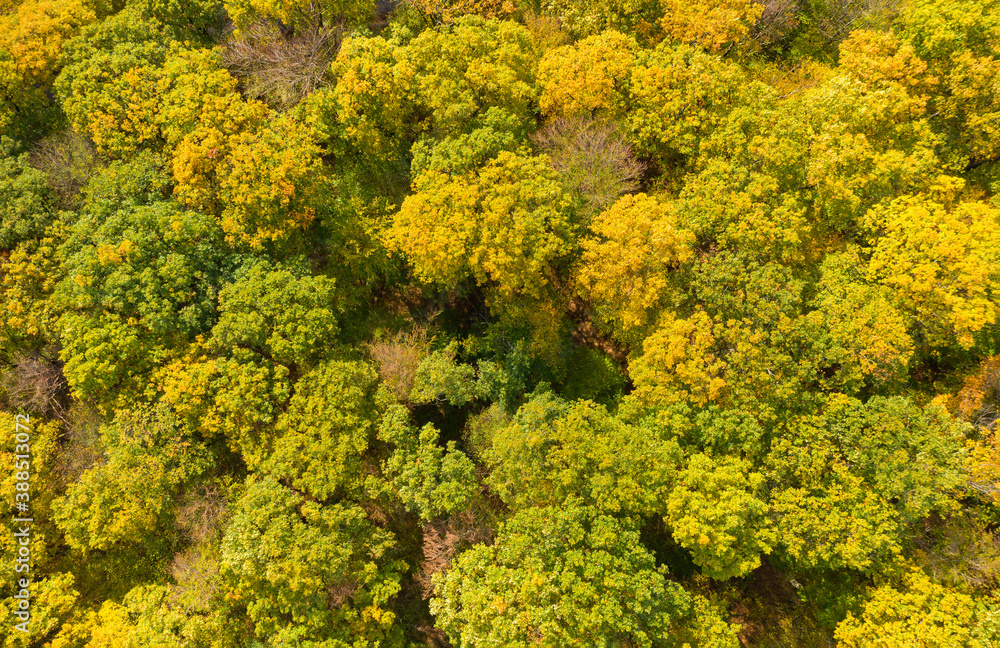 Naklejka premium Bird's eye view of a beautifully colored autumn forest near Kiedrich / Germany in the Rheingau