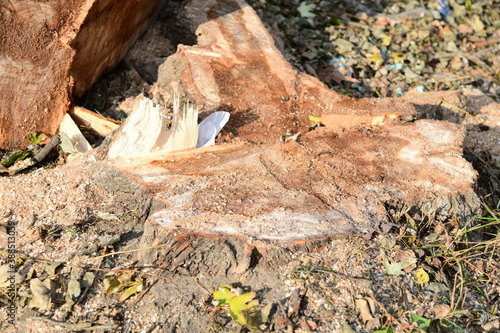 Laying low tree and stump of poplar