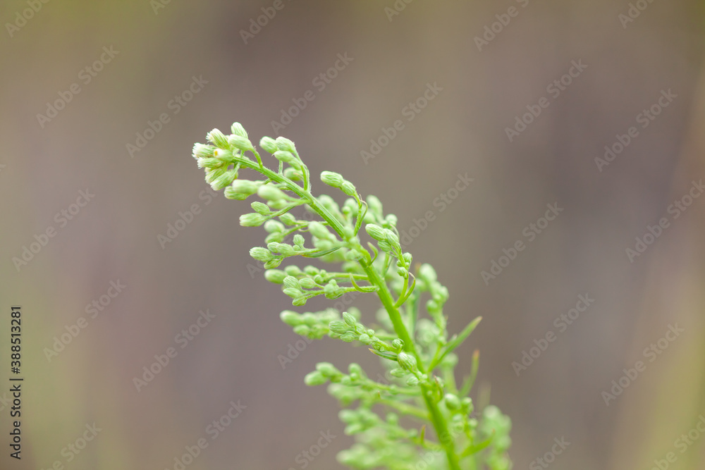 green young blade of grass close-up against the background of the ground with blurry background, used as a background or texture, soft focus