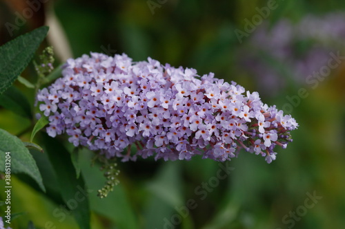 Sommerflieder, Herbstflieder, Schmetterlingsflieder oder Schmetterlingsstrauch (Buddleja davidii), blühend, Deutschland, Europa photo