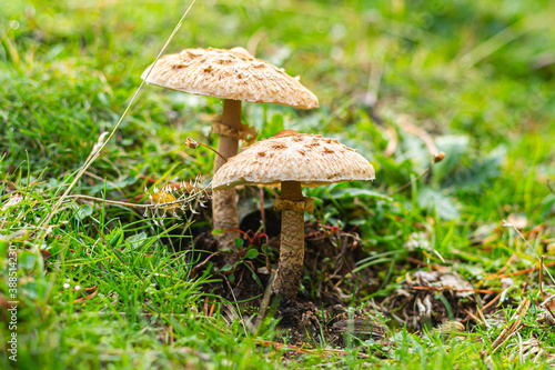 wild colored mushrooms that grow in autumn in the sierra de guadarrama