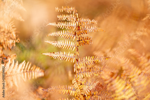 Golden ferns in the autumn of the Sierra de Guadarrama