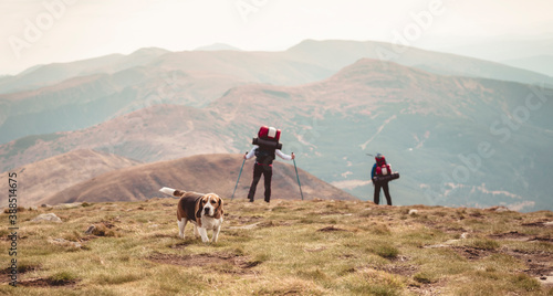 The dog travels along the mountains with its beloved owners. Walking with pets