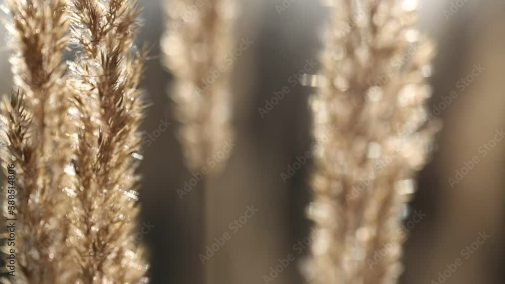 Close-up of dried grass sways in the wind. Background for the titles. Close-up of dried grass sways in the wind. Background for the titles.