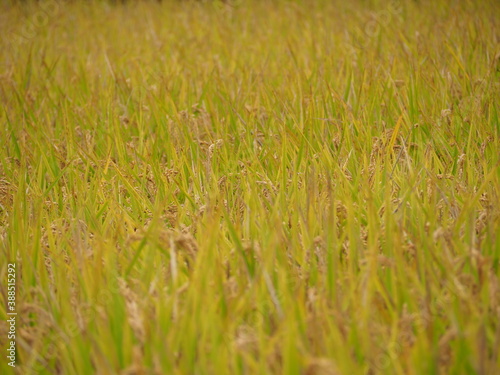 収穫の時期を迎えた稲
