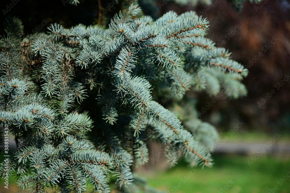 Branches of blue fir-tree are in a park