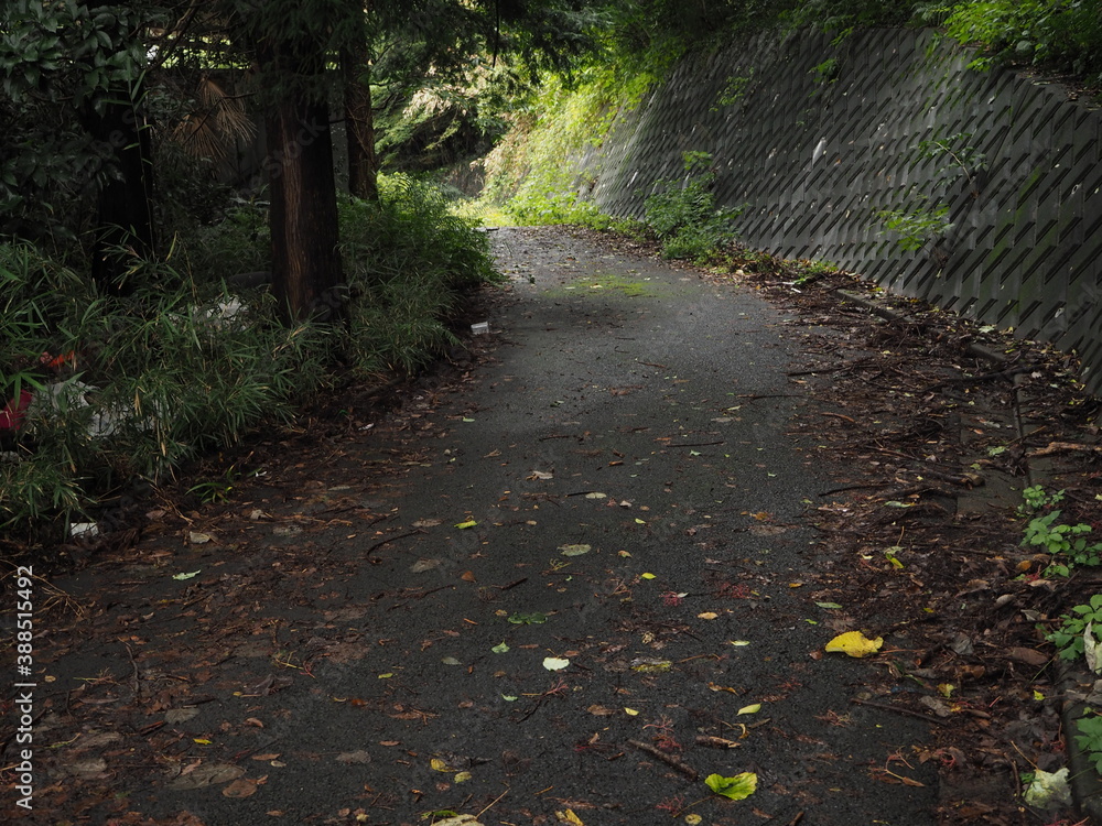 Obraz premium 暗いアスファルトの山道