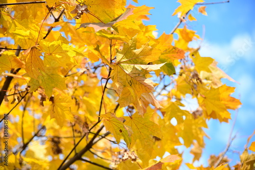 Yellow and orange leaves of maple in the sunny light on a background blue sky