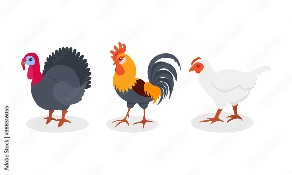 Fototapeta premium Feathered Hen and Turkey as Farm Bird Vector Set