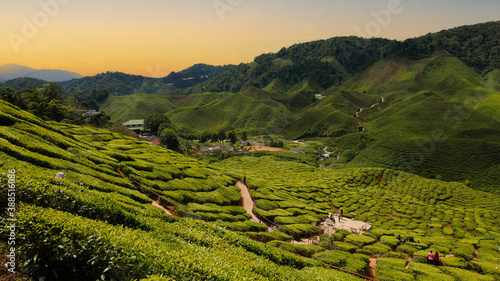 Landscape of mountain and tea plantation during sunrise.